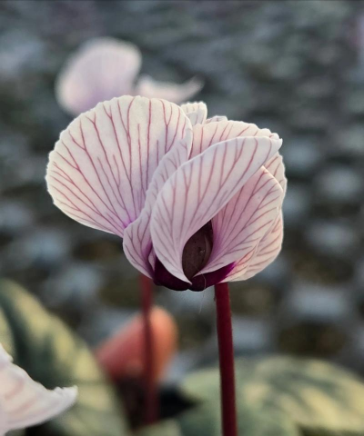 小众送妈妈的花有哪些花