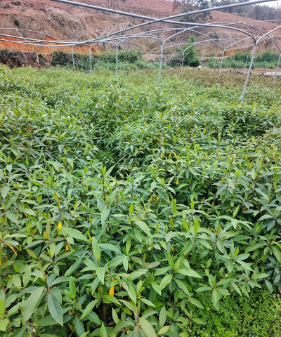 小众送妈妈的花有哪些花