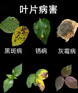 小众送妈妈的花有哪些花