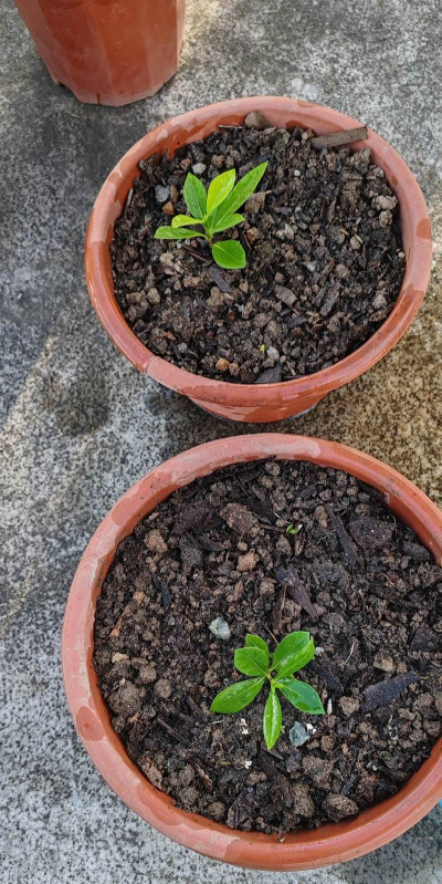 小众送妈妈的花有哪些花