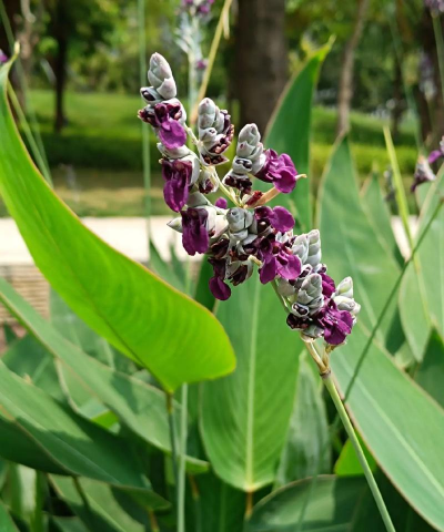 小众送妈妈的花有哪些花