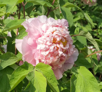 小众送妈妈的花有哪些花