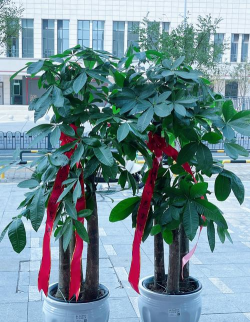 小众送妈妈的花有哪些花