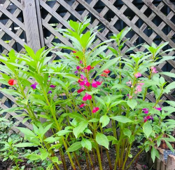 小众送妈妈的花有哪些花