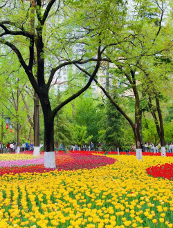 小众送妈妈的花有哪些花