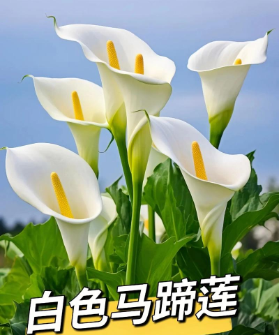 小众送妈妈的花有哪些花
