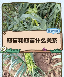 大蒜蒜苔种植怎么种植