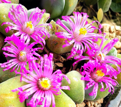 小众送妈妈的花有哪些花