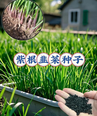 种植紫根韭菜怎么种植