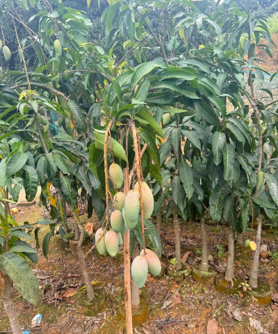 小众送妈妈的花有哪些花