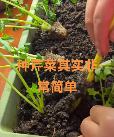种植基地芹菜怎么种植的