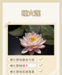 小众送妈妈的花有哪些花