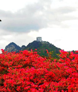 湖北的花有哪些