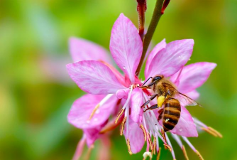 小众送妈妈的花有哪些花