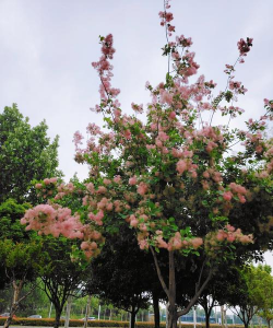 小众送妈妈的花有哪些花