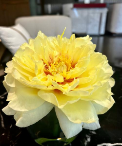 小众送妈妈的花有哪些花