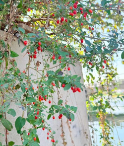 小众送妈妈的花有哪些花