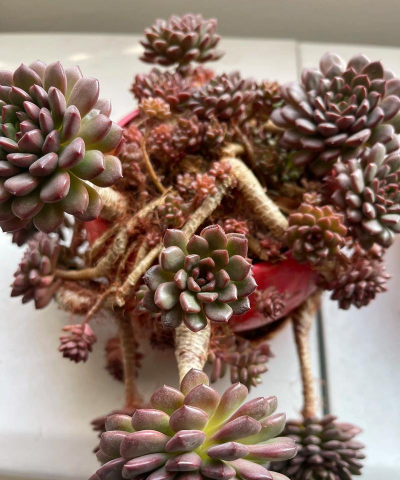 小众送妈妈的花有哪些花