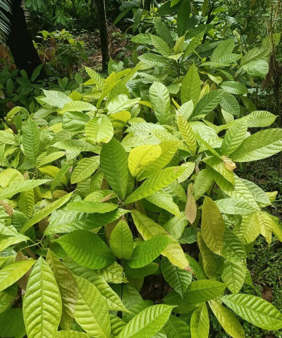 可可树种植方法