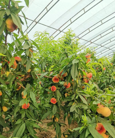 小众送妈妈的花有哪些花