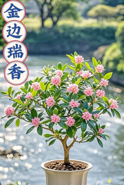 小众送妈妈的花有哪些花