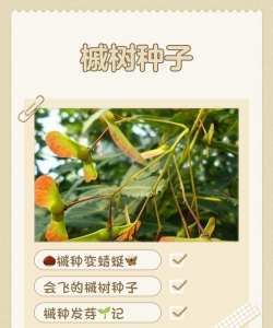 种子种植红枫怎么种植的