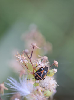 有哪些虫子像花
