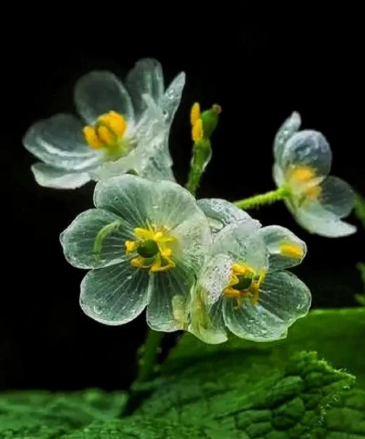 小众送妈妈的花有哪些花