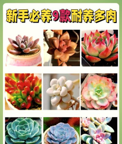 小众送妈妈的花有哪些花