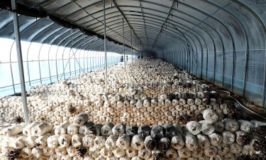 小众送妈妈的花有哪些花