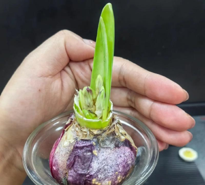 小众送妈妈的花有哪些花