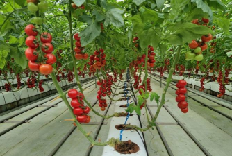 小众送妈妈的花有哪些花