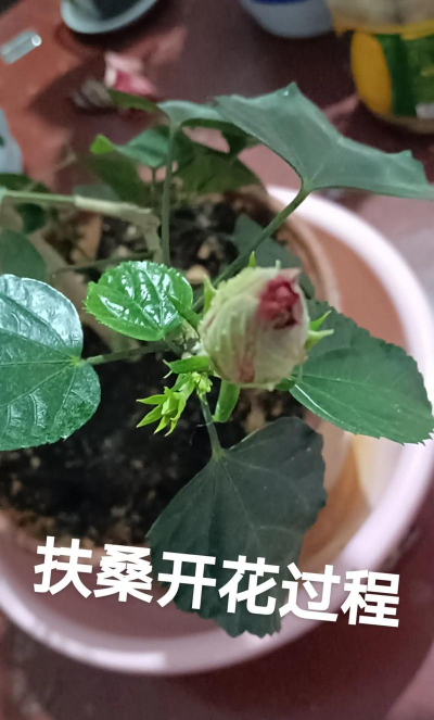 小众送妈妈的花有哪些花