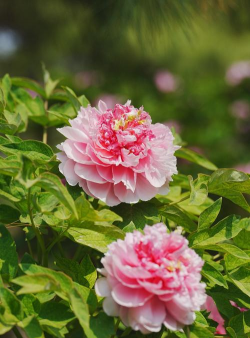 小众送妈妈的花有哪些花