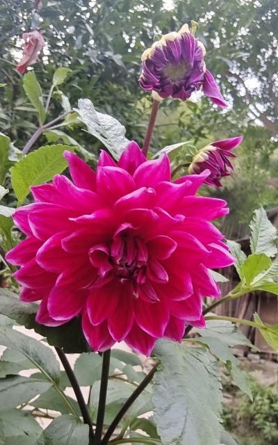 小众送妈妈的花有哪些花