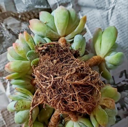 小众送妈妈的花有哪些花