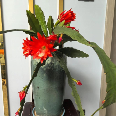 小众送妈妈的花有哪些花