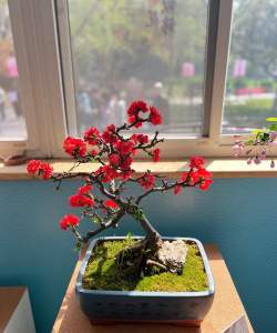 小众送妈妈的花有哪些花