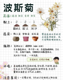 菊花什么时候适合栽种