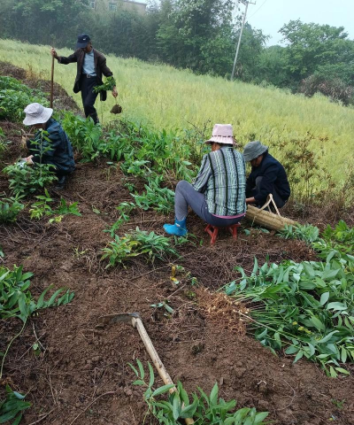 小众送妈妈的花有哪些花