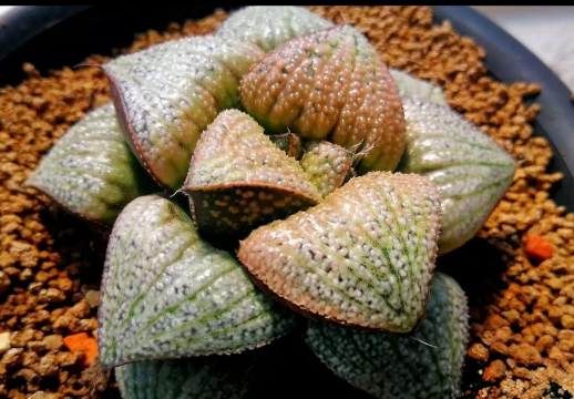 多肉植物为什么长寿