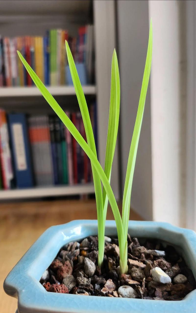 小众送妈妈的花有哪些花