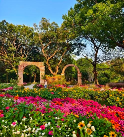 苏州绿化花有哪些