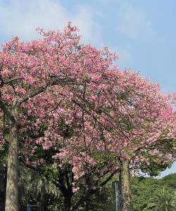 小众送妈妈的花有哪些花