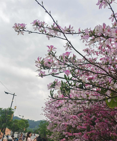 桂林城市有哪些花