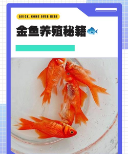 金的养殖方法是什么