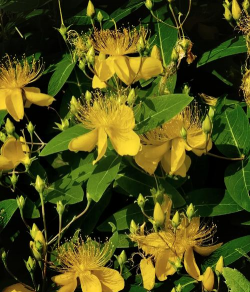 小众送妈妈的花有哪些花