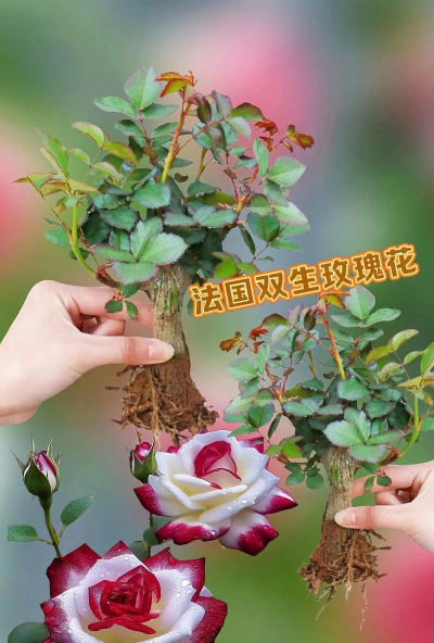 小众送妈妈的花有哪些花