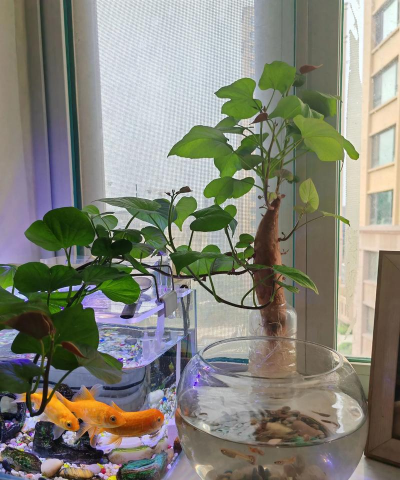 小众送妈妈的花有哪些花