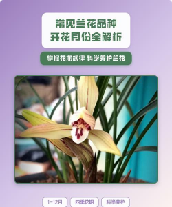 小众送妈妈的花有哪些花